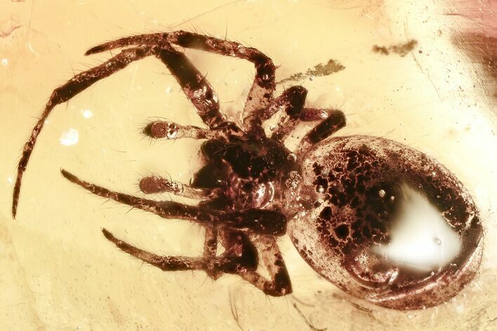 Detailed Fossil Spider (Araneae) In Baltic Amber #367537